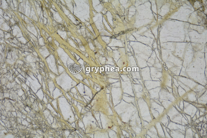 Péridotite LPNA x25 - gryphea.com